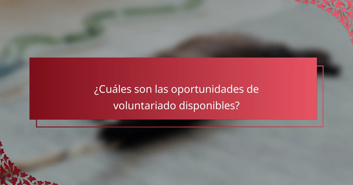 ¿Cuáles son las oportunidades de voluntariado disponibles?