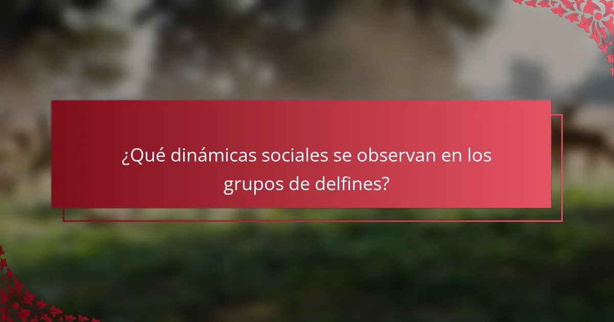 ¿Qué dinámicas sociales se observan en los grupos de delfines?